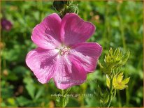 Sidalcea &#39;Candy Girl&#39;