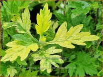 Artemisia vulgaris &#39;Oriental Limelight&#39;