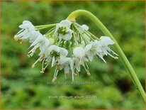 Allium cernuum 'Album'