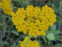 Achillea filipendulina 'Altgold'