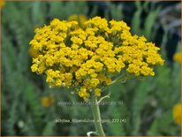 Achillea filipendulina 'Altgold'