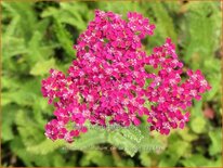 Achillea millefolium &#39;Cerise Queen&#39;