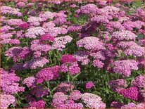 Achillea millefolium 'Heidi'