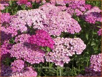 Achillea millefolium 'Heidi'