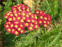 Achillea millefolium 'Milly Rock Red'