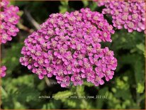 Achillea millefolium &#39;Milly Rock Rose&#39;