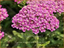 Achillea millefolium 'Milly Rock Rose'