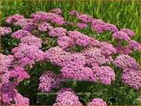 Achillea millefolium 'Milly Rock Rose'