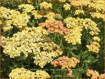 Achillea millefolium &#39;Milly Rock Yellow Terracotta&#39;