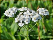 Achillea millefolium 'White Beauty'