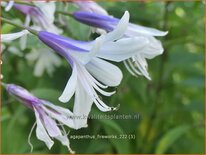 Agapanthus &#39;Fireworks&#39;