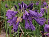 Agapanthus &#39;Poppin Purple&#39;