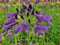 Agapanthus &#39;Poppin Purple&#39;