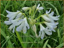 Agapanthus 'Silver Baby'