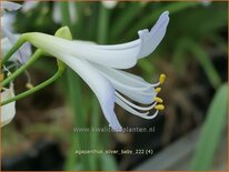 Agapanthus 'Silver Baby'