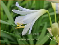 Agapanthus 'Silver Baby'