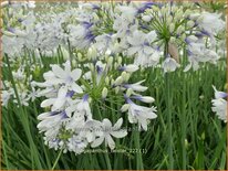 Agapanthus &#39;Twister&#39;