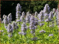 Agastache &#39;Blue Fortune&#39;