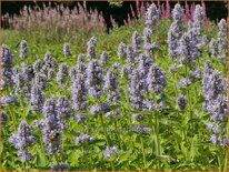 Agastache &#39;Blue Fortune&#39;