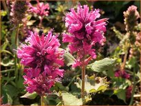 Agastache &#39;Danish Delight&#39;