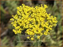 Achillea filipendulina &#39;Bishkek Gold&#39;