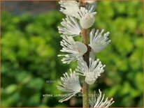 Actaea japonica 'Silver Blush'