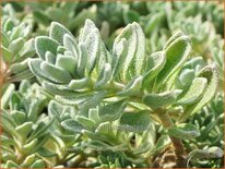 Alyssum wulfenianum 'Golden Spring'