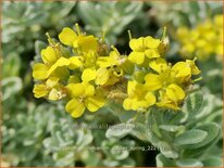 Alyssum wulfenianum 'Golden Spring'