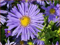 Aster 'Azurro'