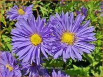 Aster 'Azurro'