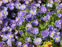 Aster 'Azurro'