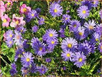 Aster 'Azurro'