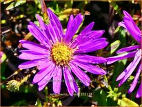 Aster &#39;Heinz Richard&#39;