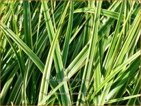 Carex oshimensis &#39;Goldwell&#39;