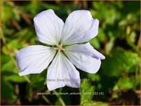 Geranium oxonianum 'Ankum's White'