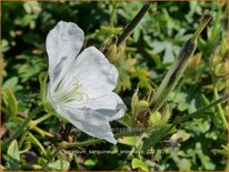 Geranium sanguineum 'Snowflake'