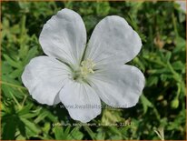 Geranium sanguineum 'Snowflake'