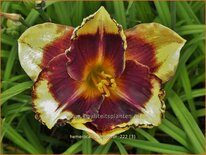 Hemerocallis 'Emperor'