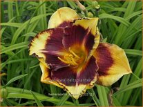 Hemerocallis 'Emperor'