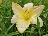 Hemerocallis 'Purissima'