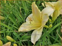 Hemerocallis 'Purissima'