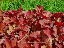 Heuchera &#39;Carnival Cinnamon Stick&#39;