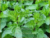 Mentha spicata var. crispa &#39;Nana&#39;