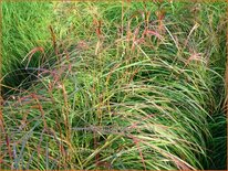 Miscanthus sinensis &#39;Ruby Cute&#39; (pot 11 cm)