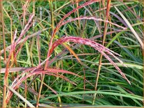 Miscanthus sinensis &#39;Ruby Cute&#39; (pot 11 cm)