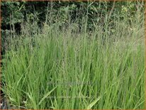 Molinia caerulea 'Jahreslauf'