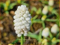 Muscari aucheri 'White Magic'