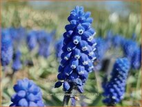 Muscari botryoides 'Superstar'