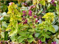 Origanum vulgare &#39;Golden Shine&#39;