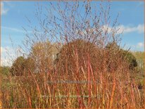 Panicum virgatum 'Apache Rose'